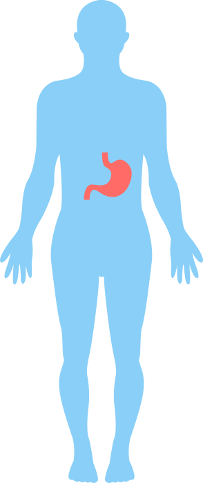 The stomach inside the human body